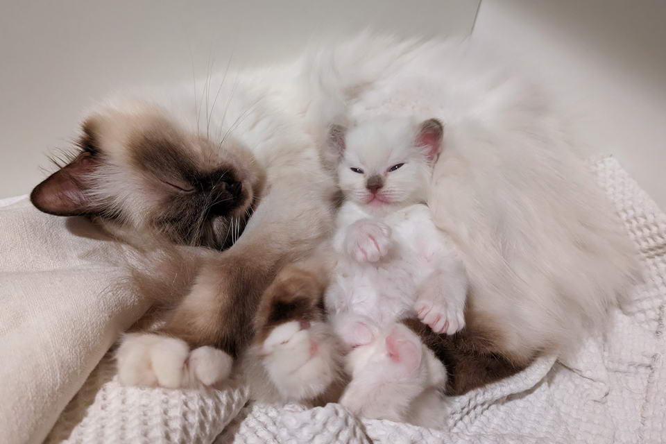 Bébé câlin avec maman Sisley